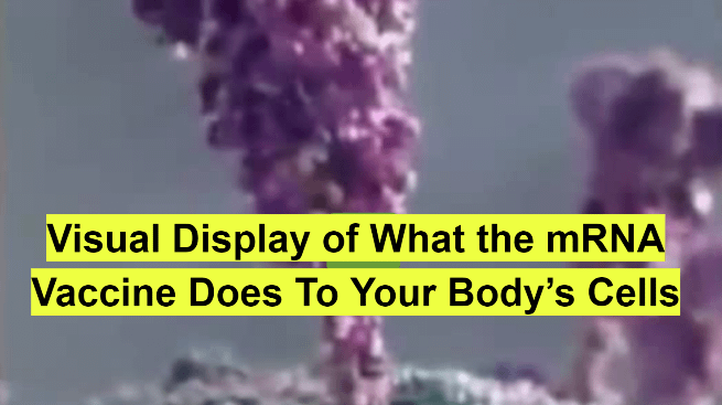 What the mRNA Vaccine Does To Your Body’s Cells